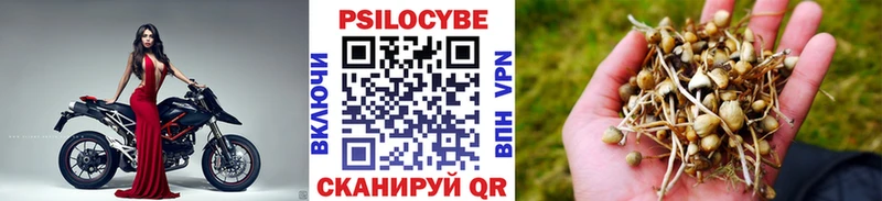 сколько стоит  Железногорск  Псилоцибиновые грибы Psilocybe 